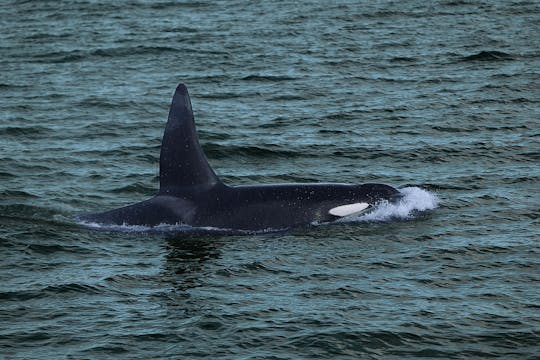 Cruzeiro privativo de luxo para observação de baleias em Reykjavik