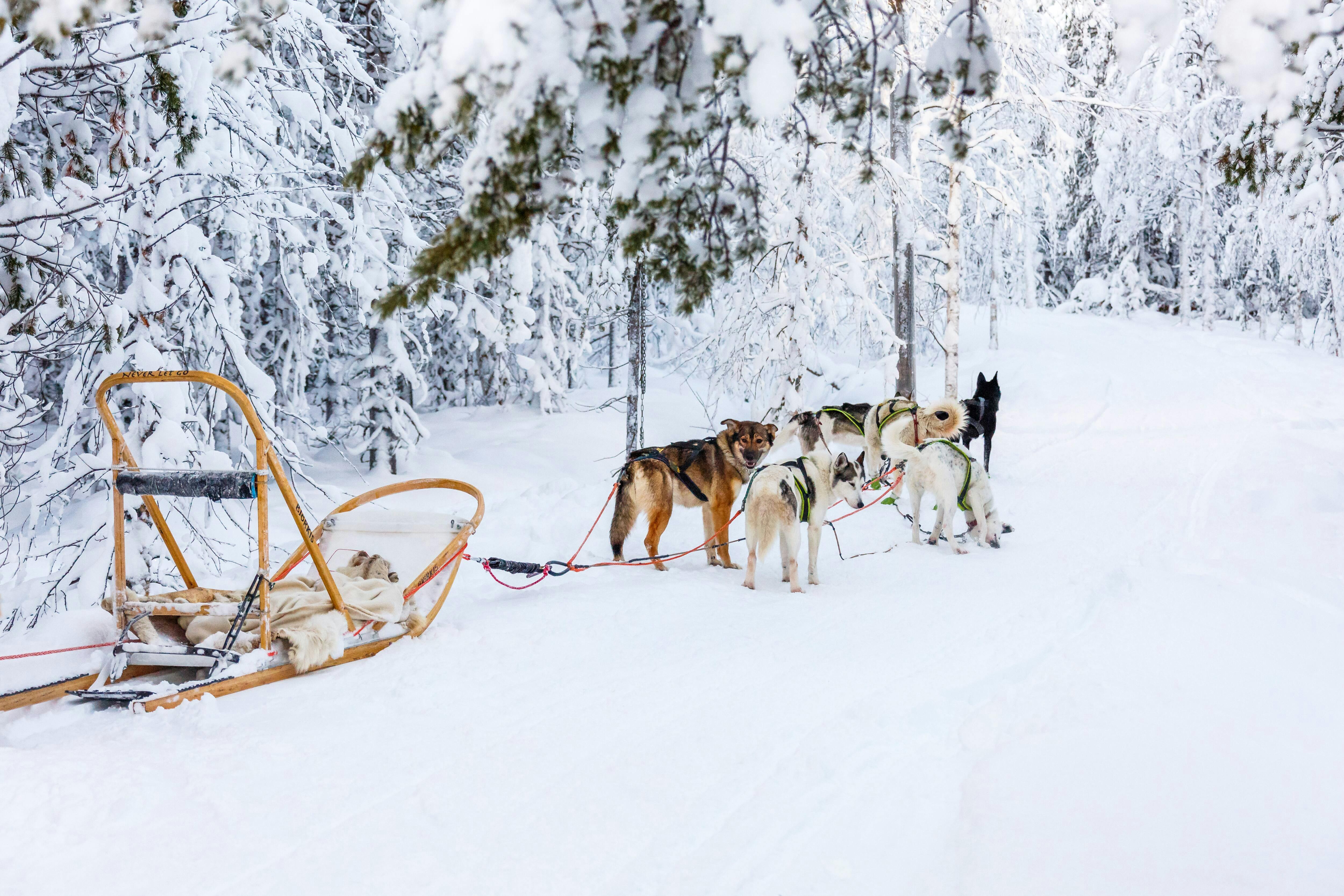 Yllas Husky Sleigh Tour