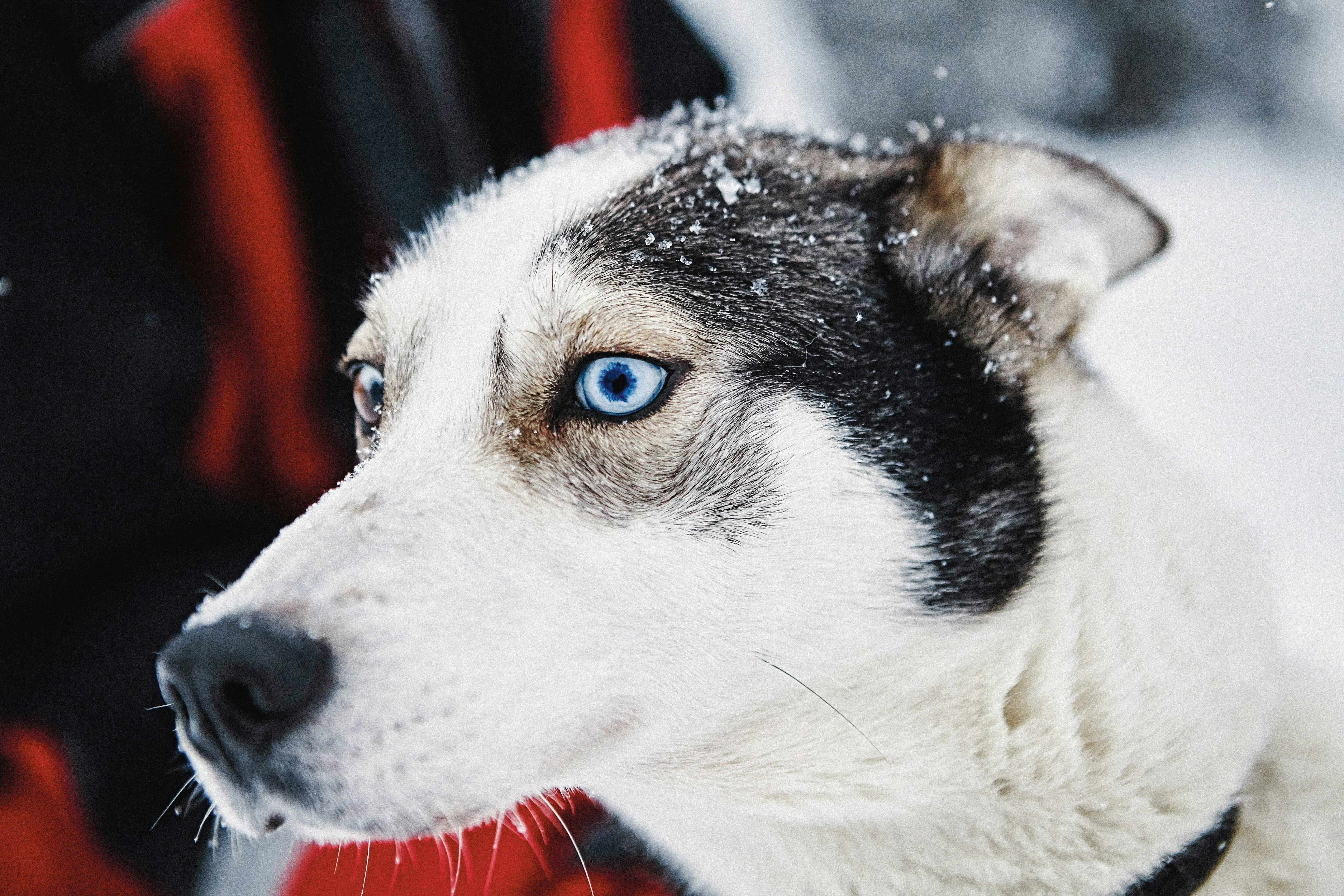 Yllas Husky Sleigh Tour