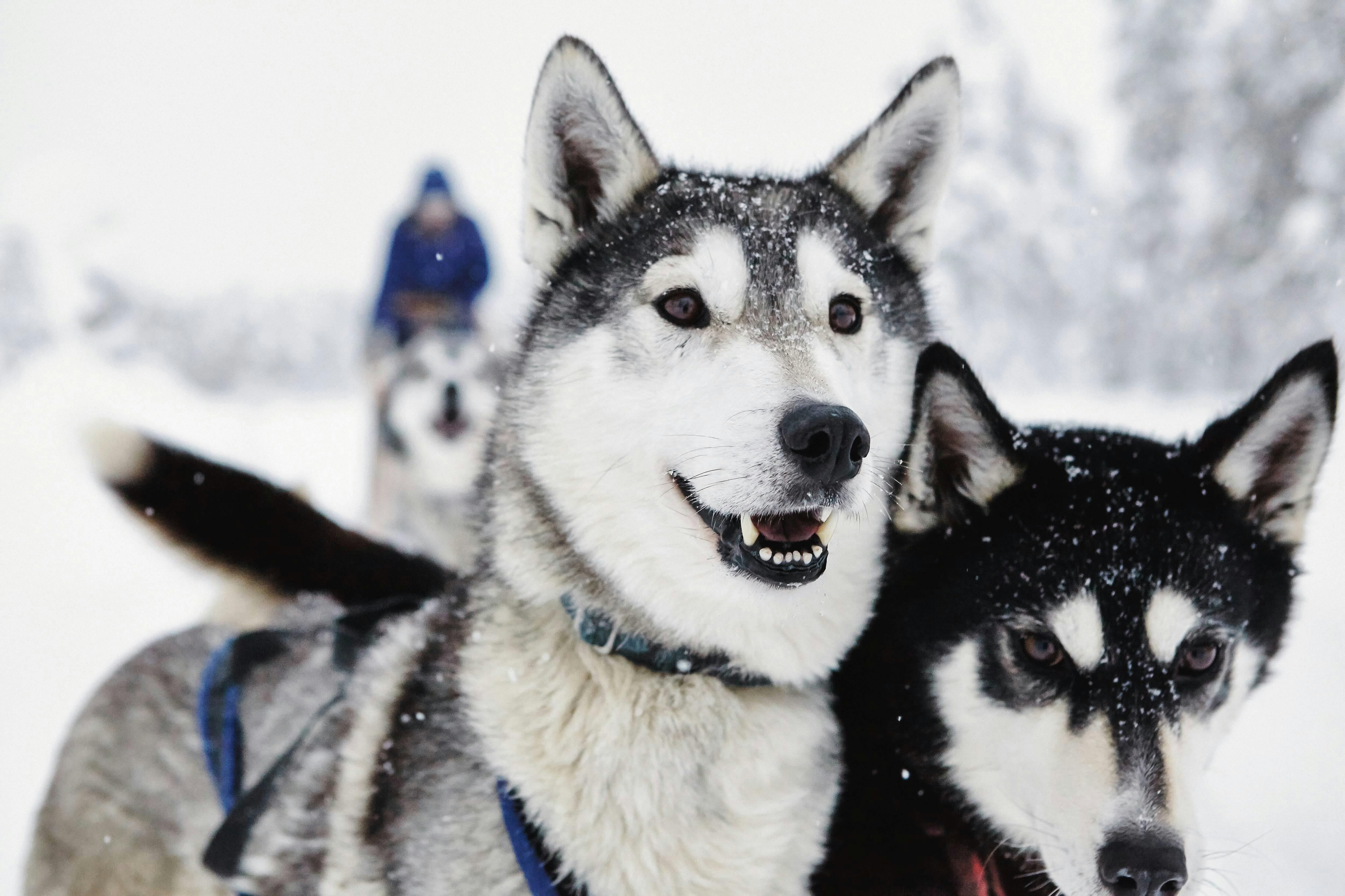 Yllas Husky Sleigh Tour