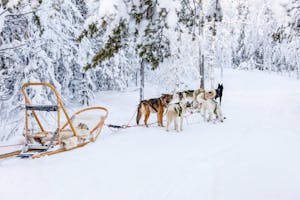 Dog Sledding in Karunki