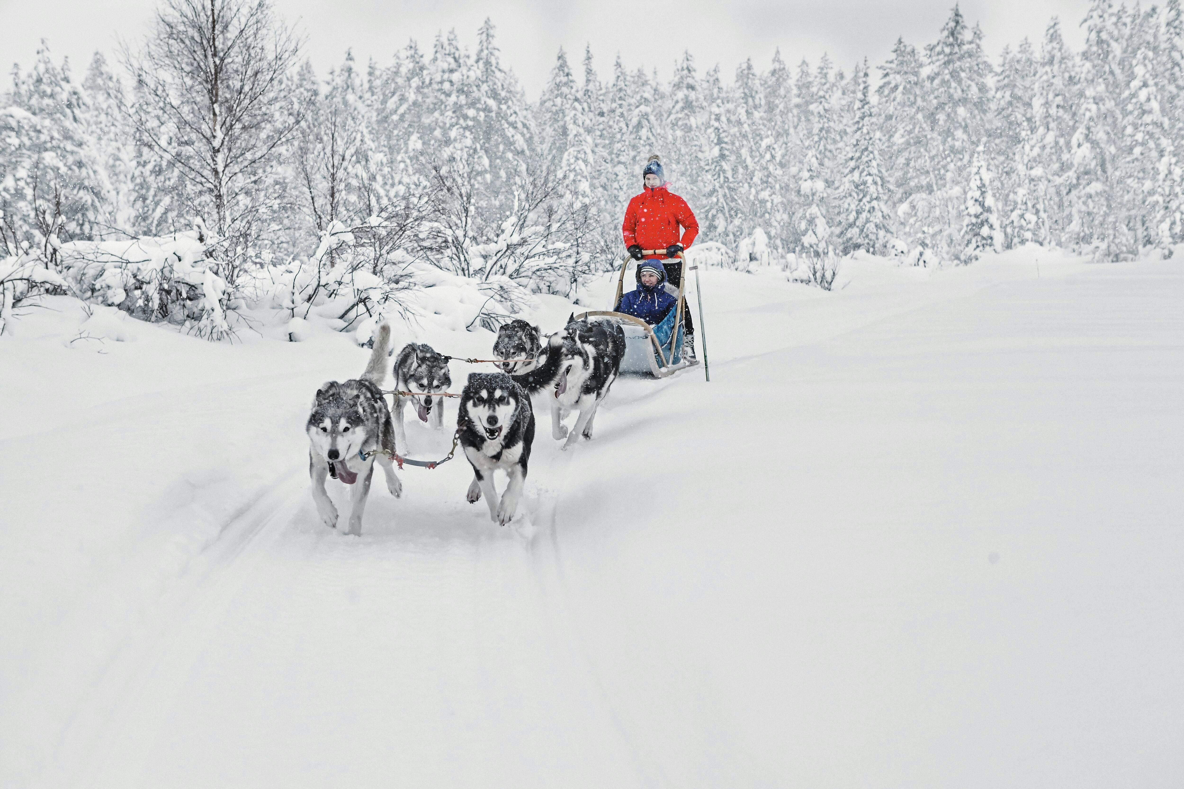 Yllas Husky Sleigh Tour