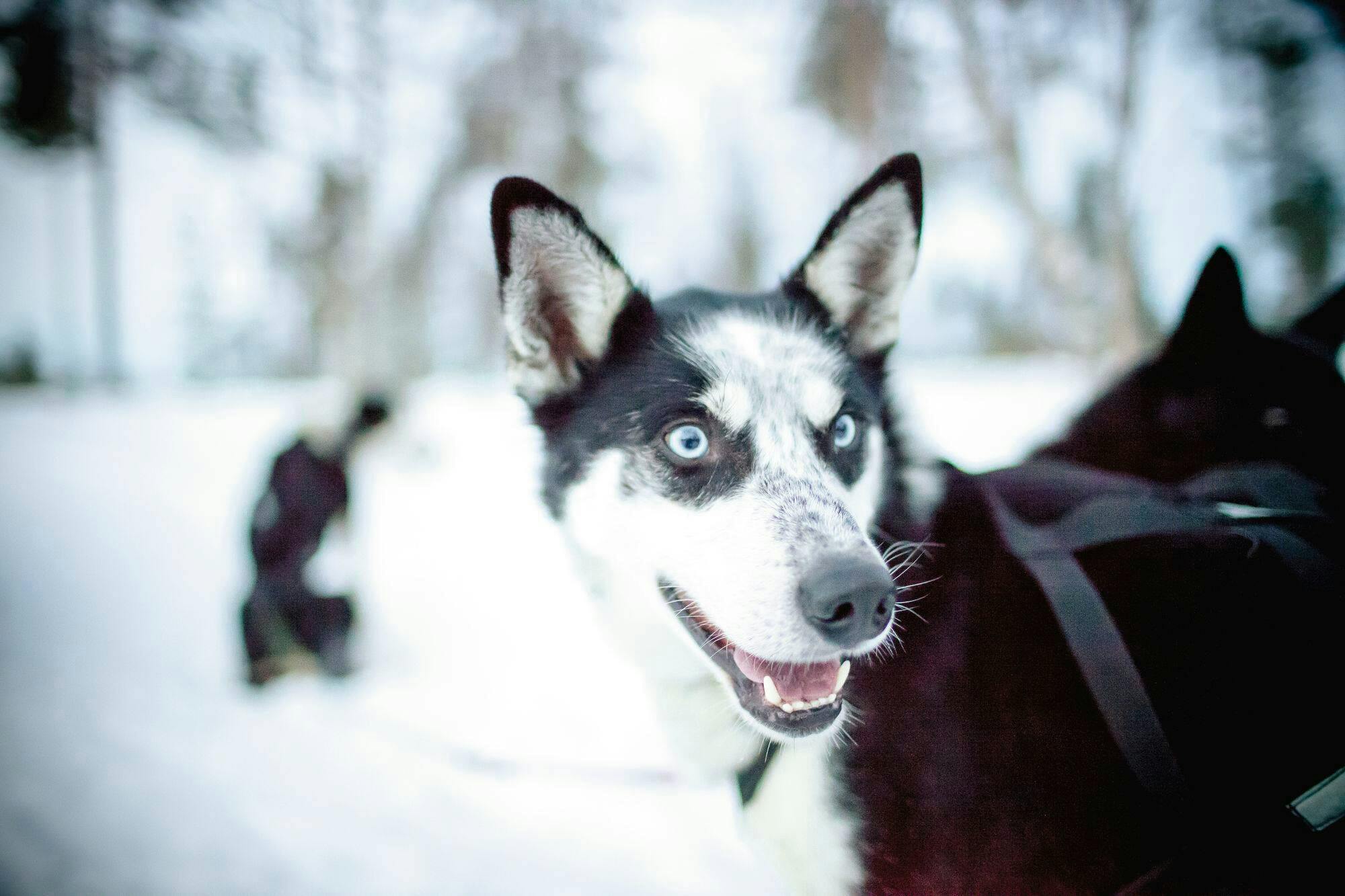 Yllas Husky Sleigh Tour