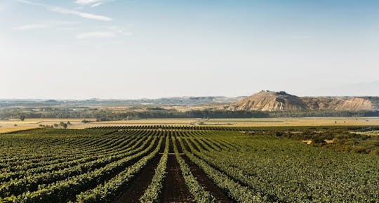Experiência em moinho de azeite e visita a vinícola em Navarra