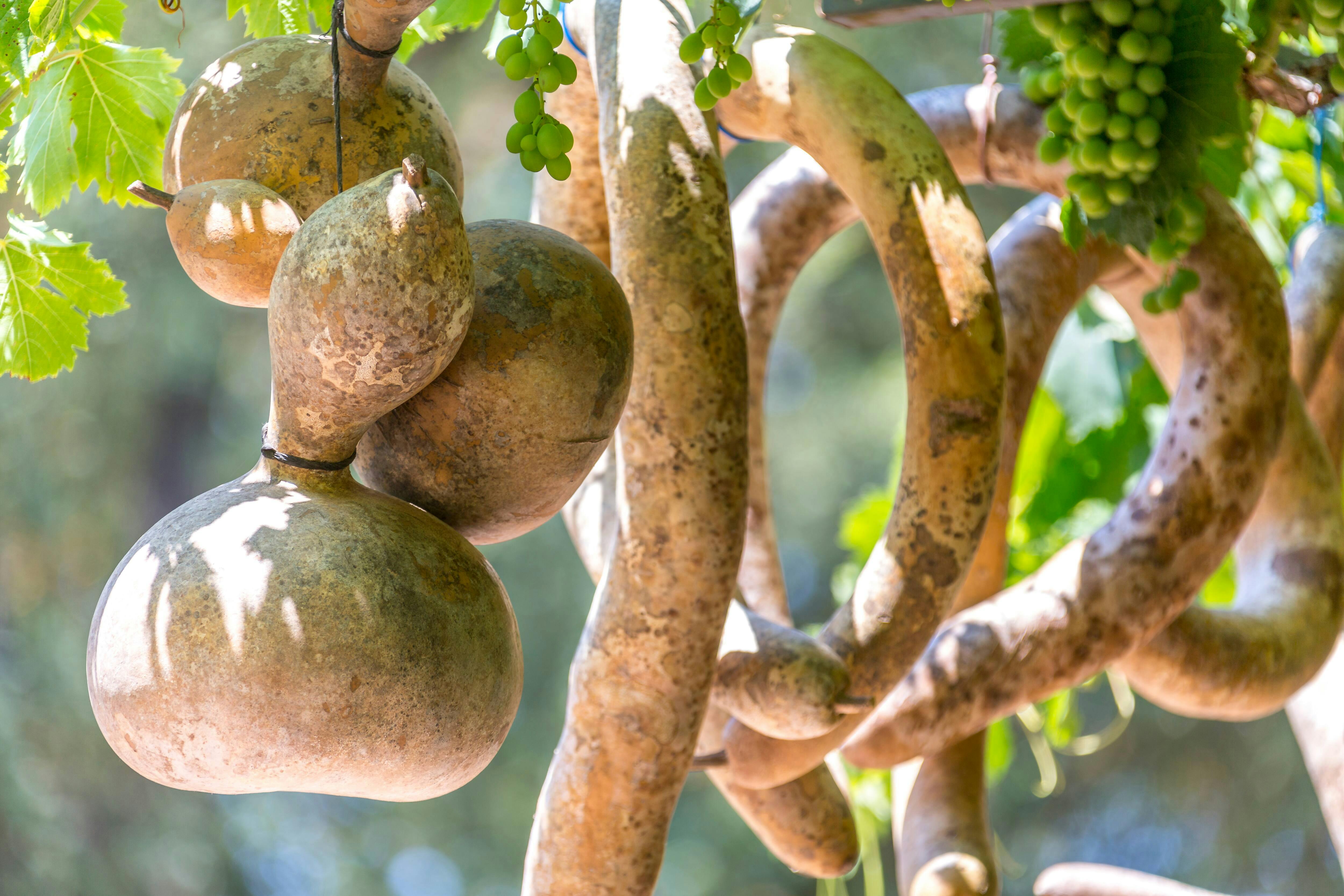 Private tour of Kayakoy ghost town from Fethiye