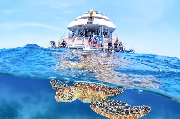 Great Barrier reef snorkeling and diving cruise