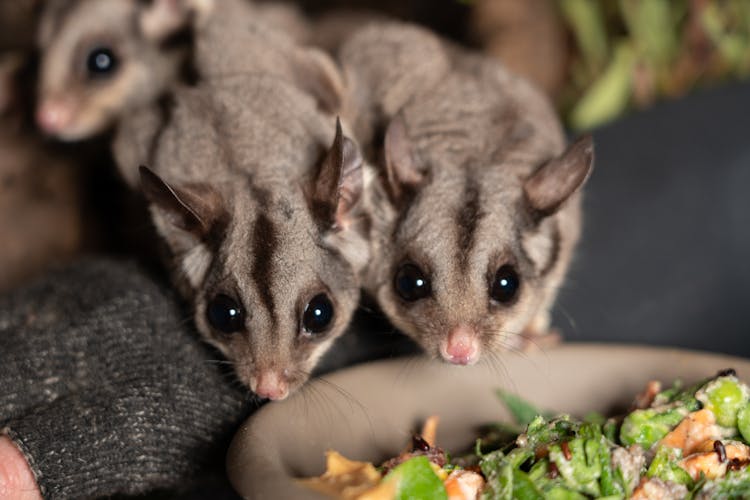 Bonorong Wildlife Sanctuary night tour