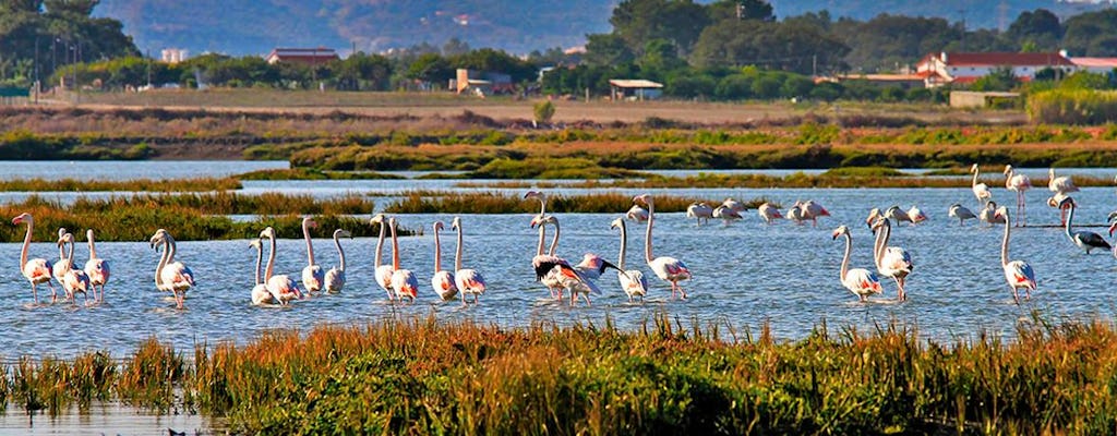 Tour in barca per il birdwatching a Lisbona