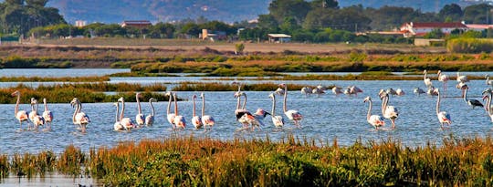 Tour in barca per il birdwatching a Lisbona