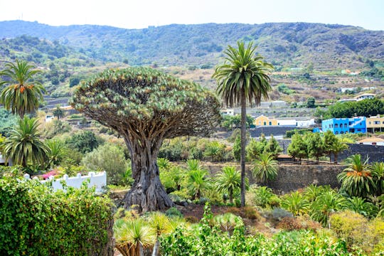 Northwest Tenerife Secrets Private Tour in Minibus