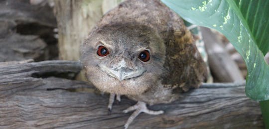 Wejście do Cairns ZOOM i Wildlife Dome