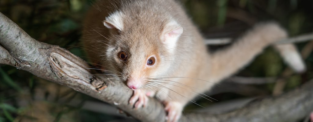 Tour notturno del Santuario della fauna selvatica di Bonorong