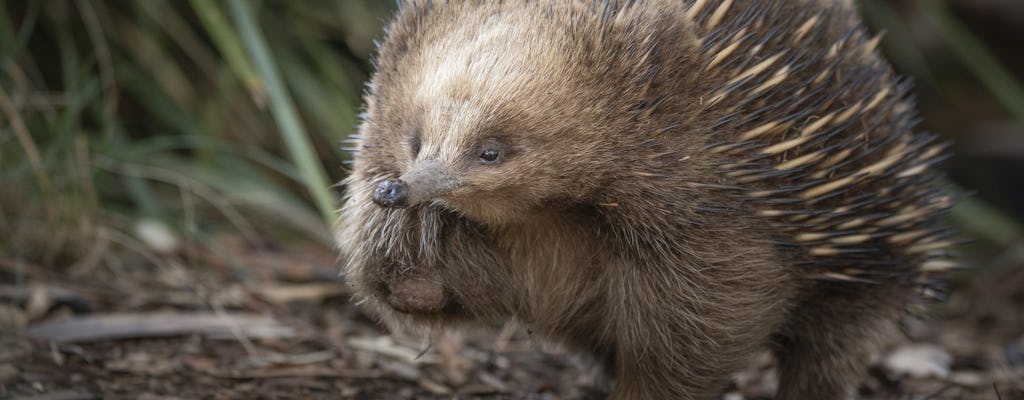 Bonorong voederwaanzin-tour