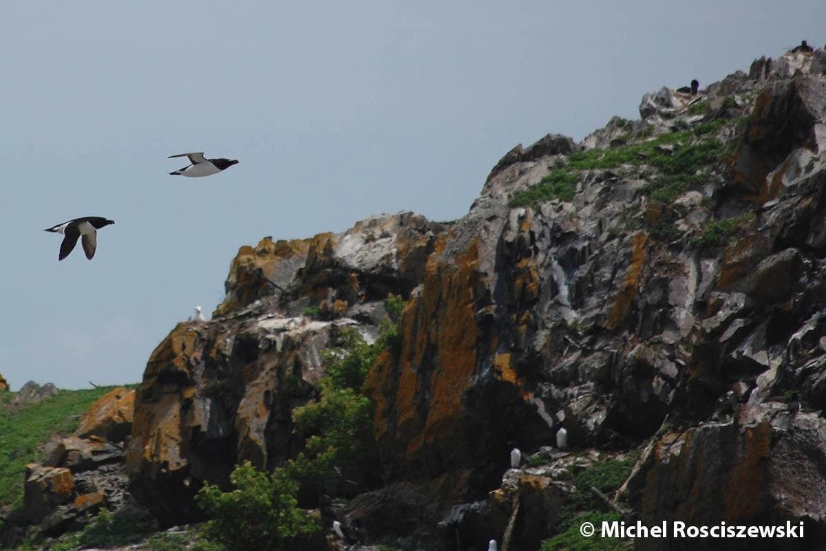 1000 Razorbills observation cruise