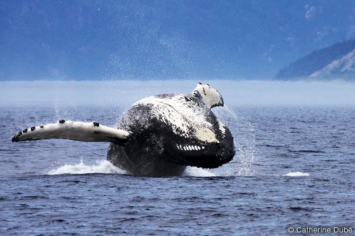 Cruzeiro de observação de baleias Tadoussac