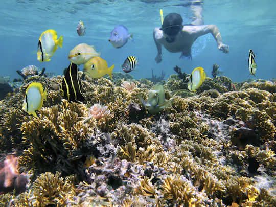 Snorkeling tour from RIU Atoll and RIU Palace Maldivas