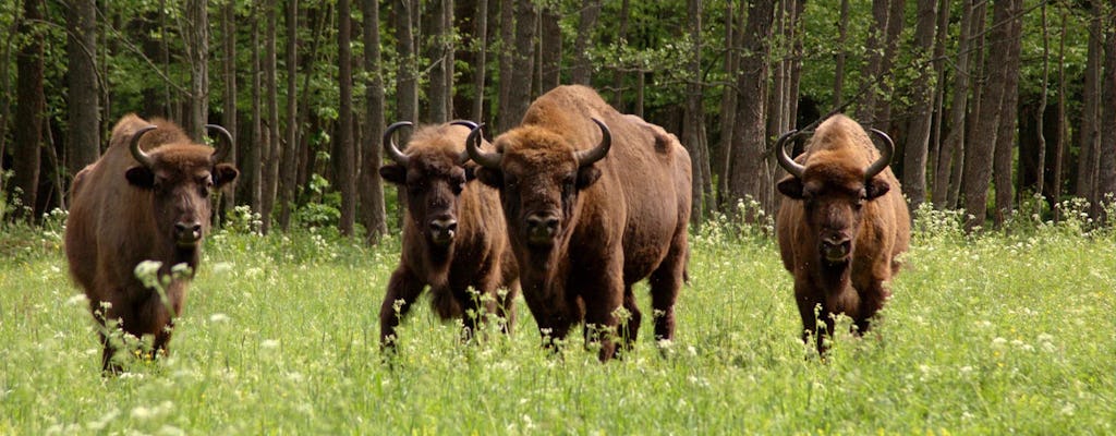 Tour privato del Parco Nazionale di Bialowieza da Varsavia