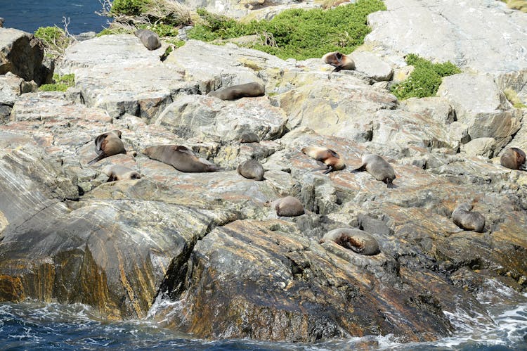 Milford Sound coach tour and day cruise experience