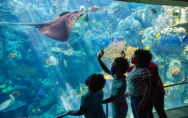 Billets pour l'Aquarium du Pacifique