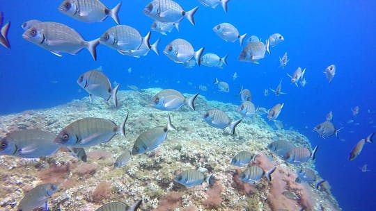 Esperienza di immersione in acque blu per principianti