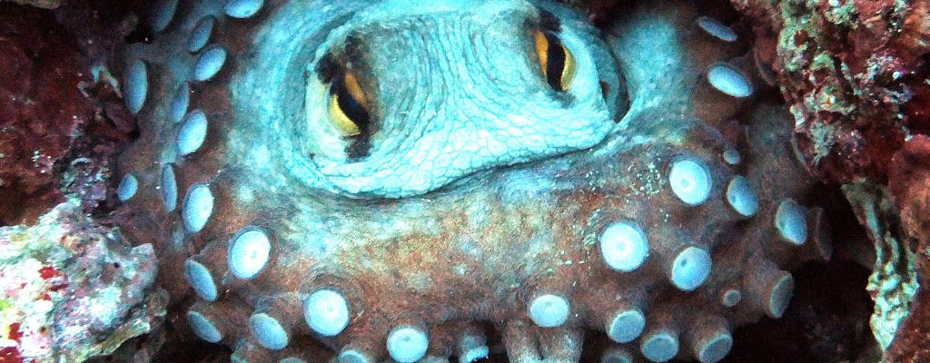 Blue Water Scuba single fun dive for qualified divers