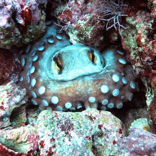 Experiencia de buceo en aguas azules para buzos calificados