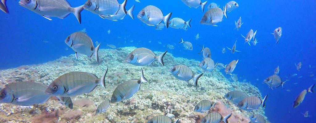 Plongée sous-marine pour débutants avec Blue Water Scuba, à Minorque