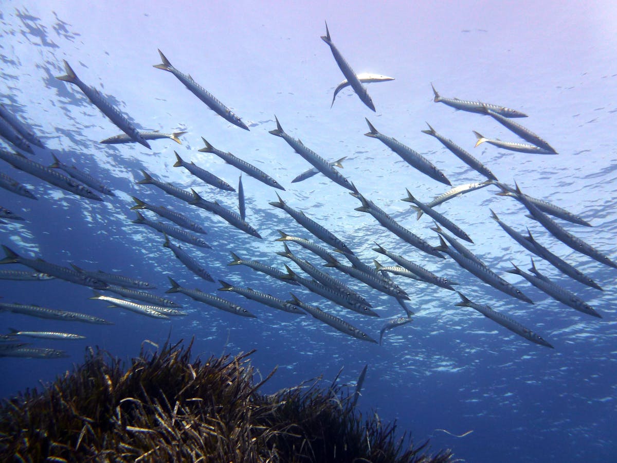Menorca Salgar School Scuba Dive & Equipment