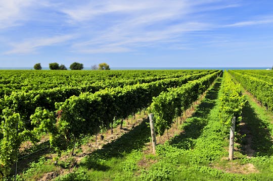 Geführte E-Bike-Weintour durch die Beamsville Bench