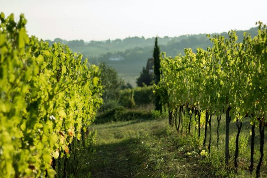 Visite de vignobles et dégustation à Tenuta la Viola