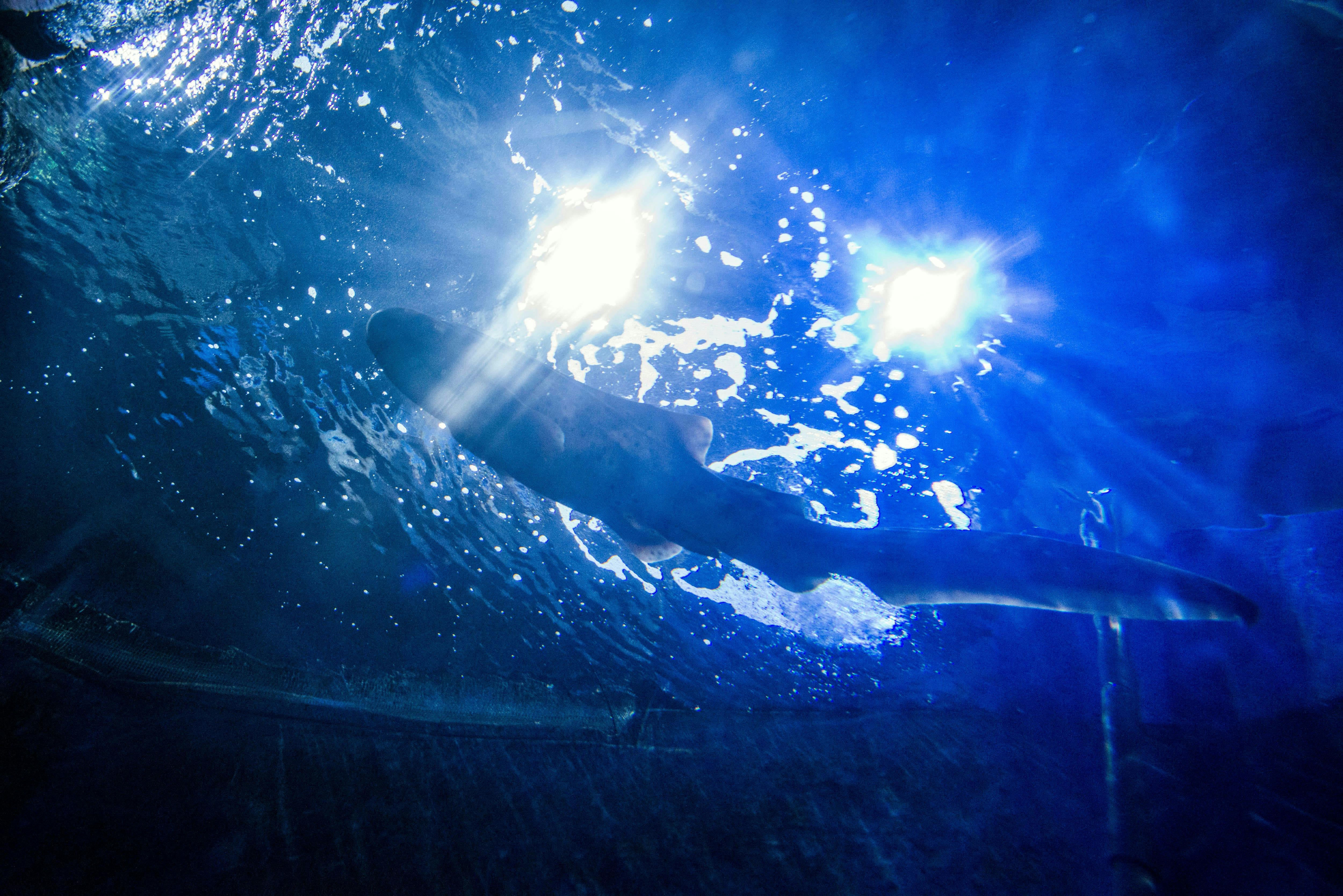 Malta National Aquarium Ticket