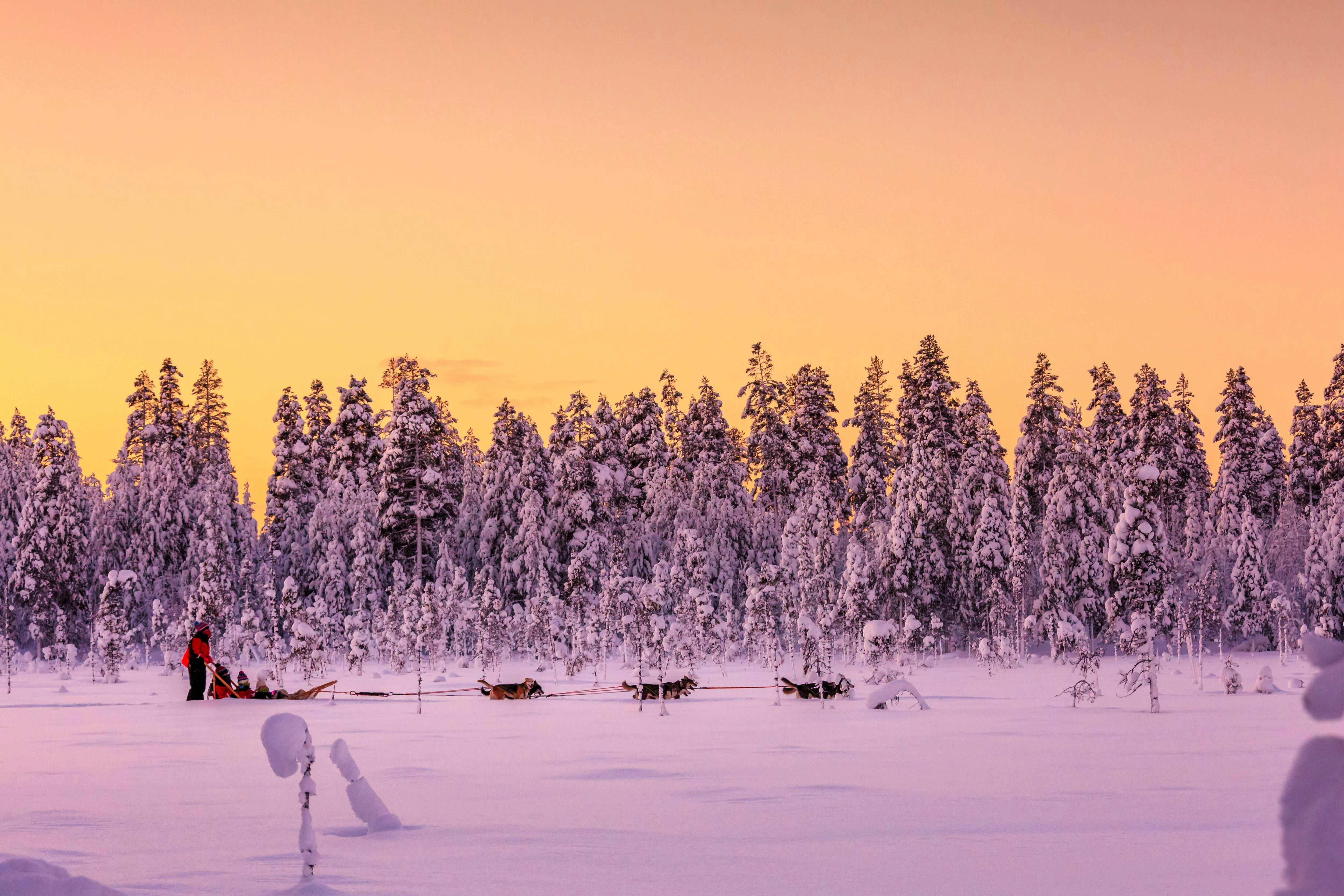 Saariselka Husky Sleigh Tour