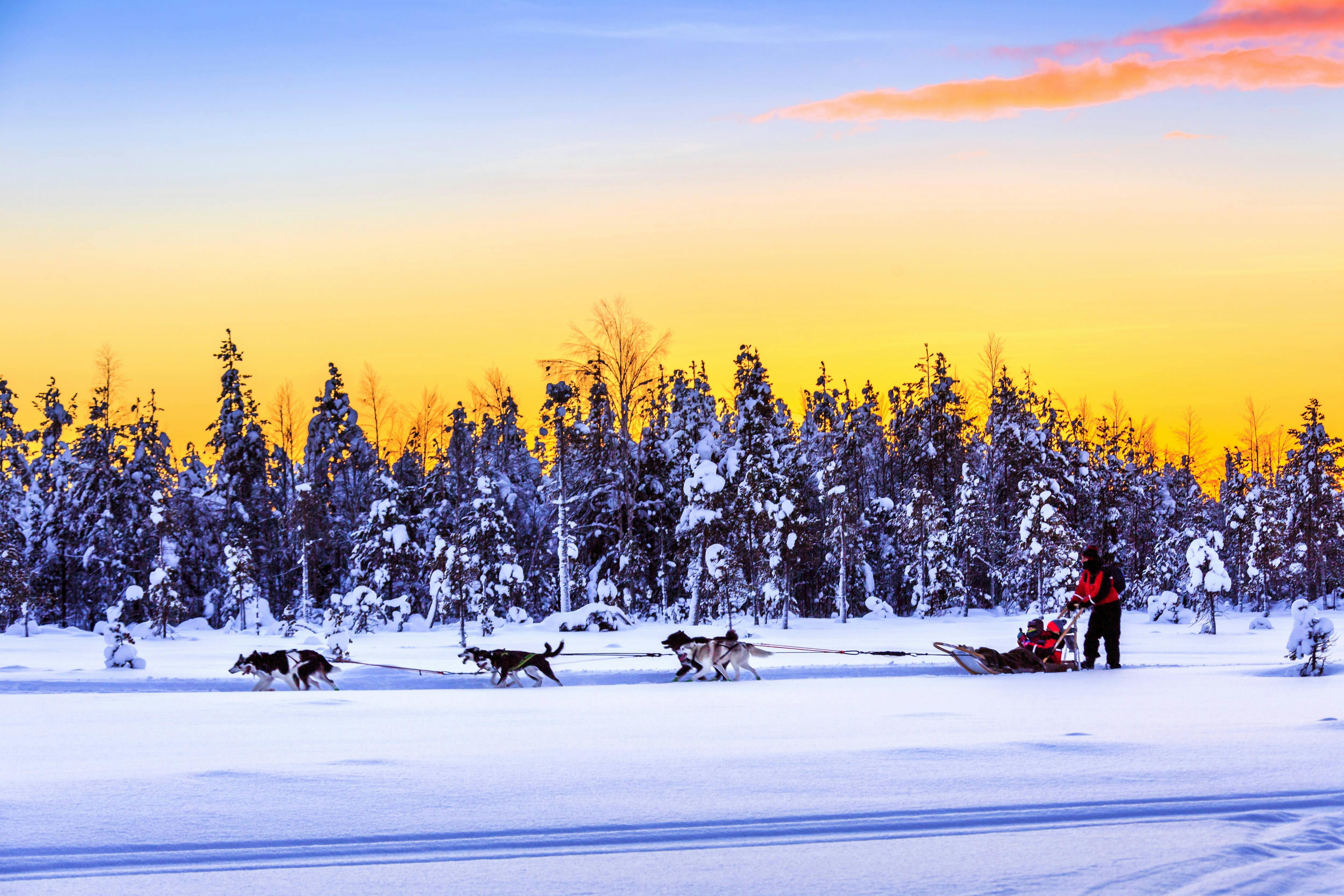 Saariselka Husky Sleigh Tour