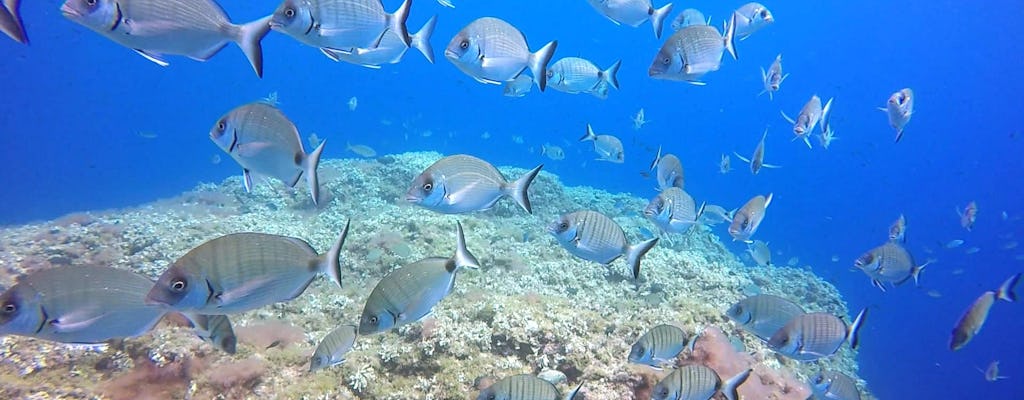 Nurkowanie z Blue Water Scuba dla początkujących