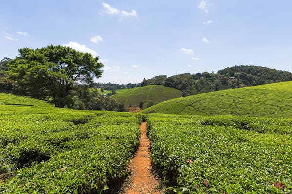 Kiembethu Tea Farm tour from Nairobi