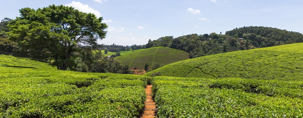 Excursão à fazenda de chá Kiembethu saindo de Nairóbi