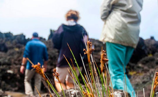 Demi-journée de marche à pied de Cabeca do Canto sur l'île de Faial