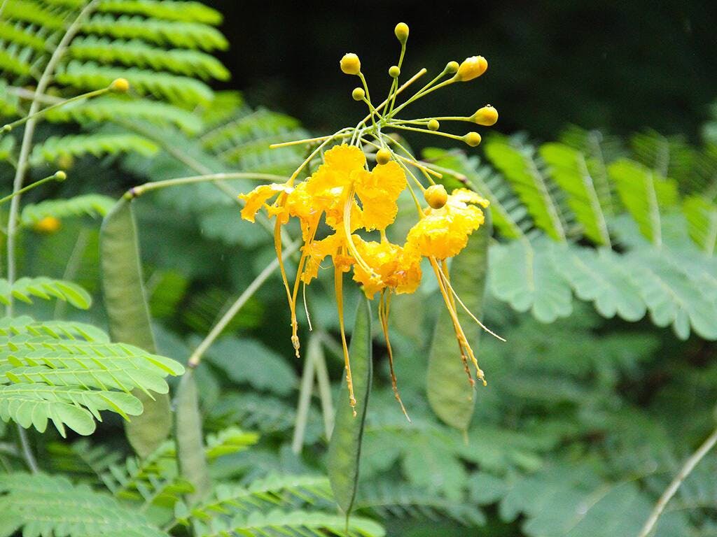 Soufriere Adventure Cruise