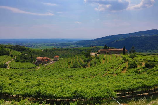 Caccia privata al tartufo con degustazione di vini e cibi locali