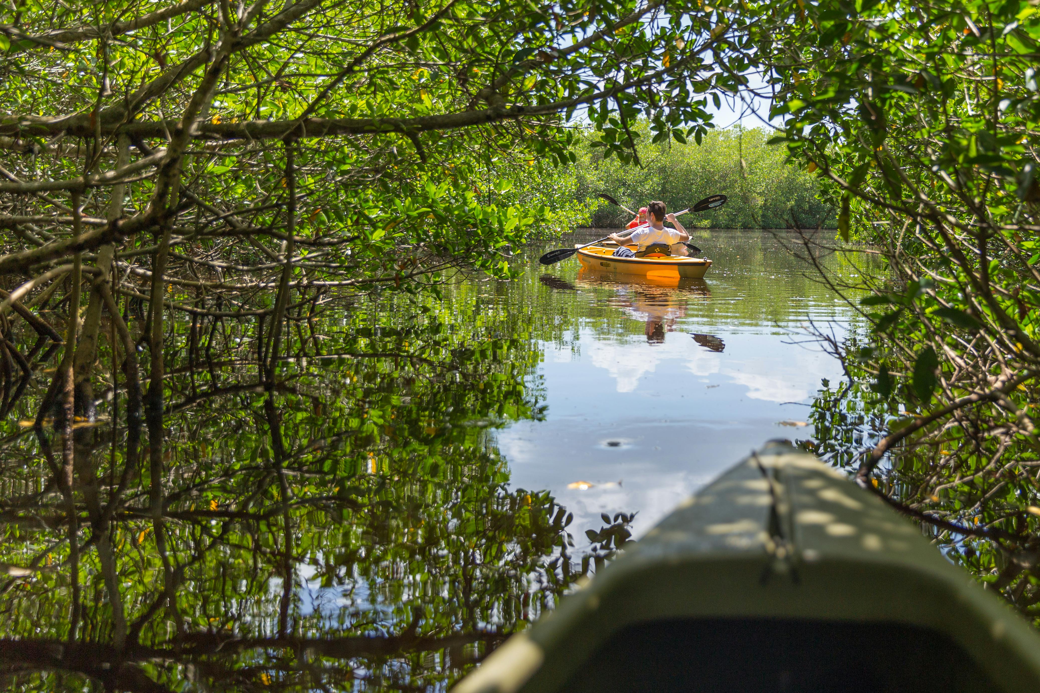 Tour ecologico in kayak del tunnel di mangrovie privato