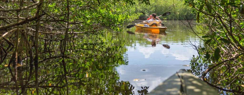 Excursão ecológica particular de caiaque pelo túnel de mangue