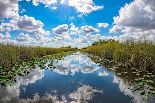 Orchids and Alligators private kayak eco-tour