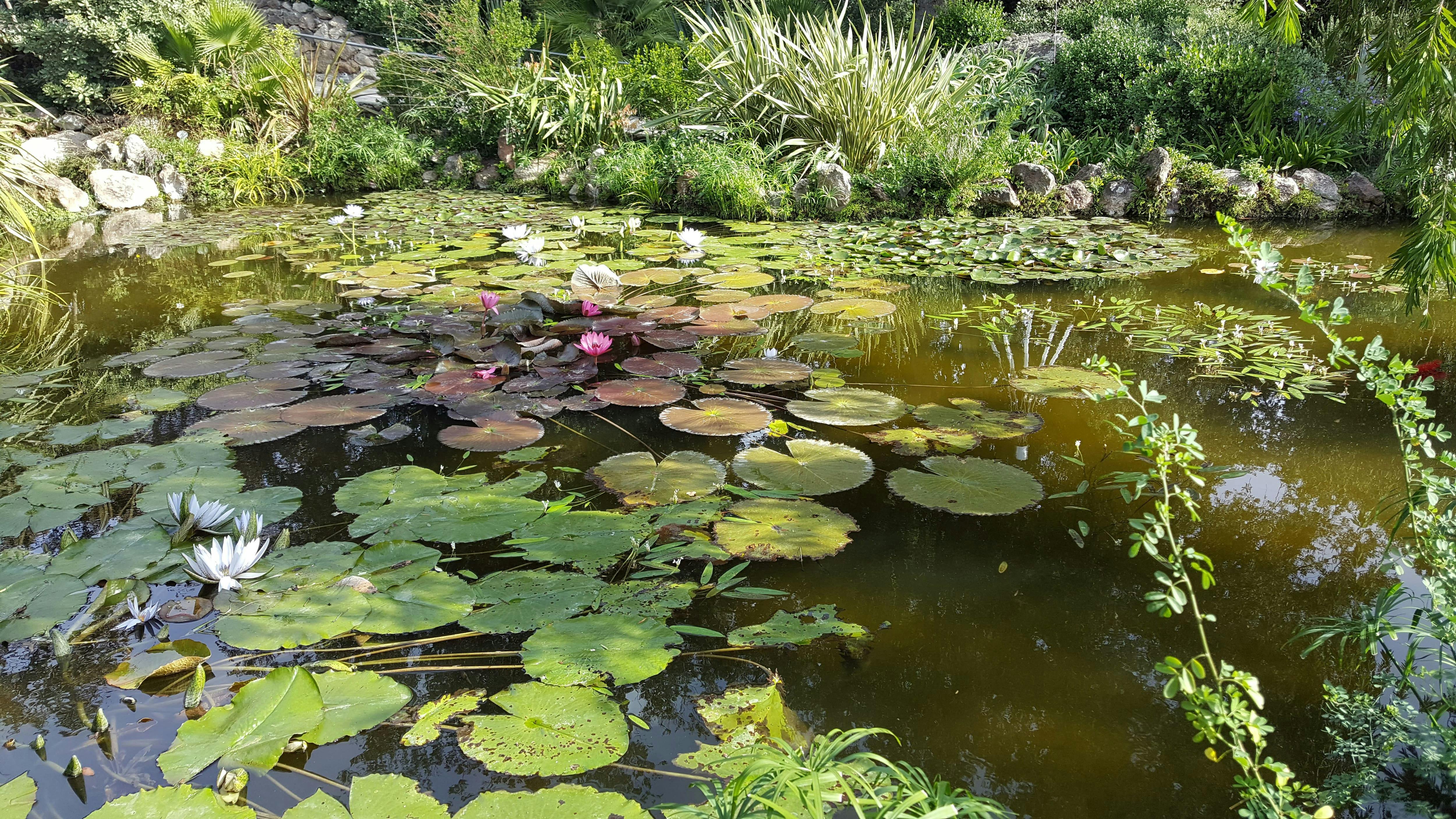 Ischia & La Mortella Gardens Tour