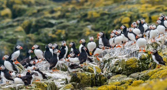 Passeio de barco para a Ilha Puffin