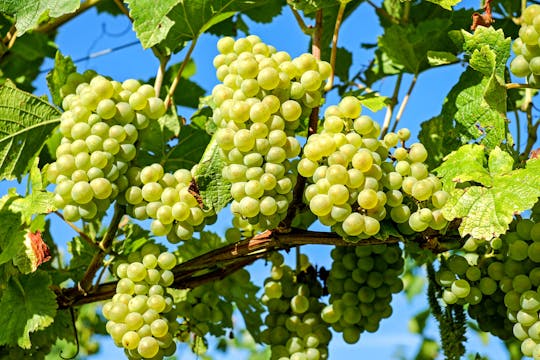 Baranja: het Land van de Wijnen
