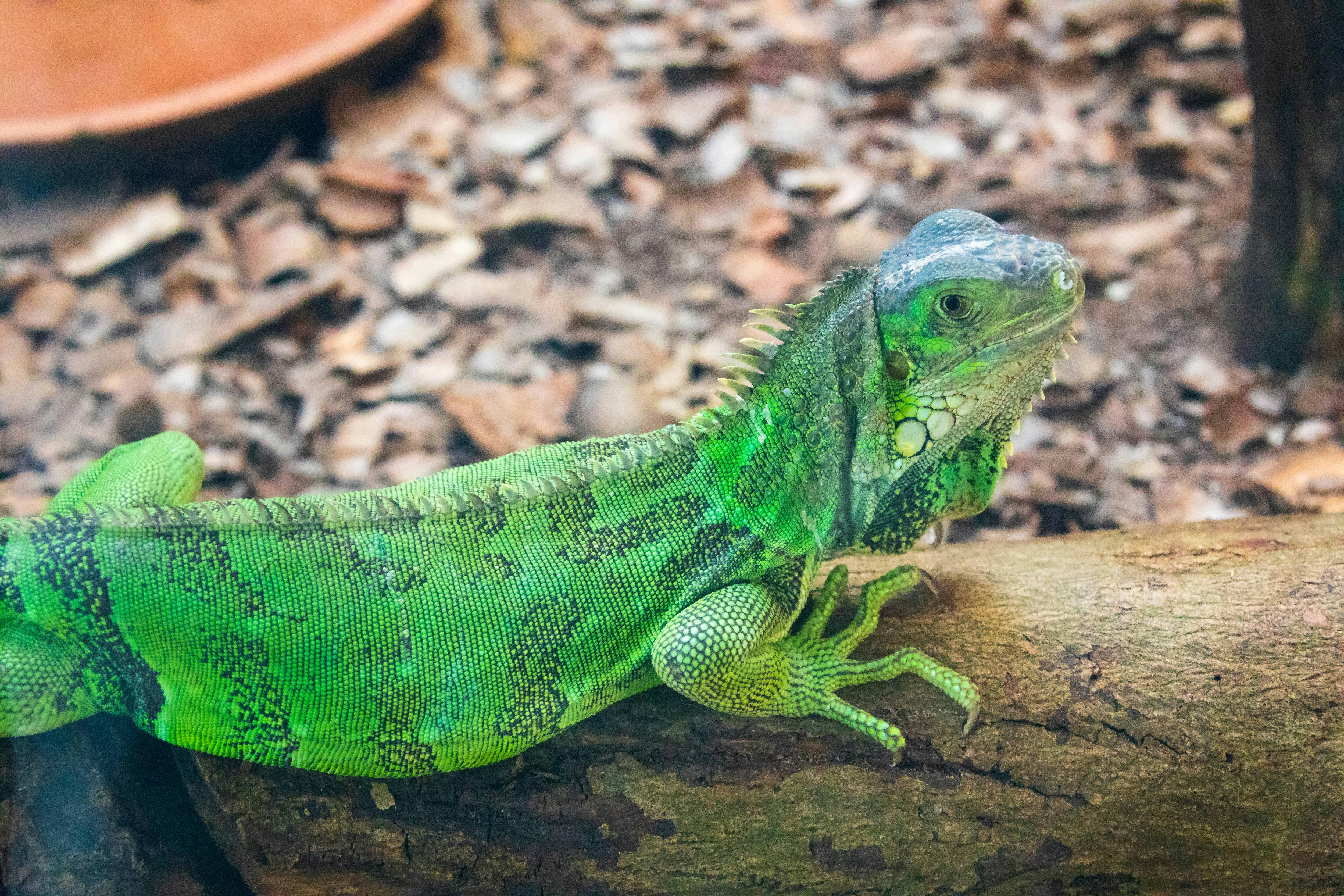 Pafos Zoo Tour