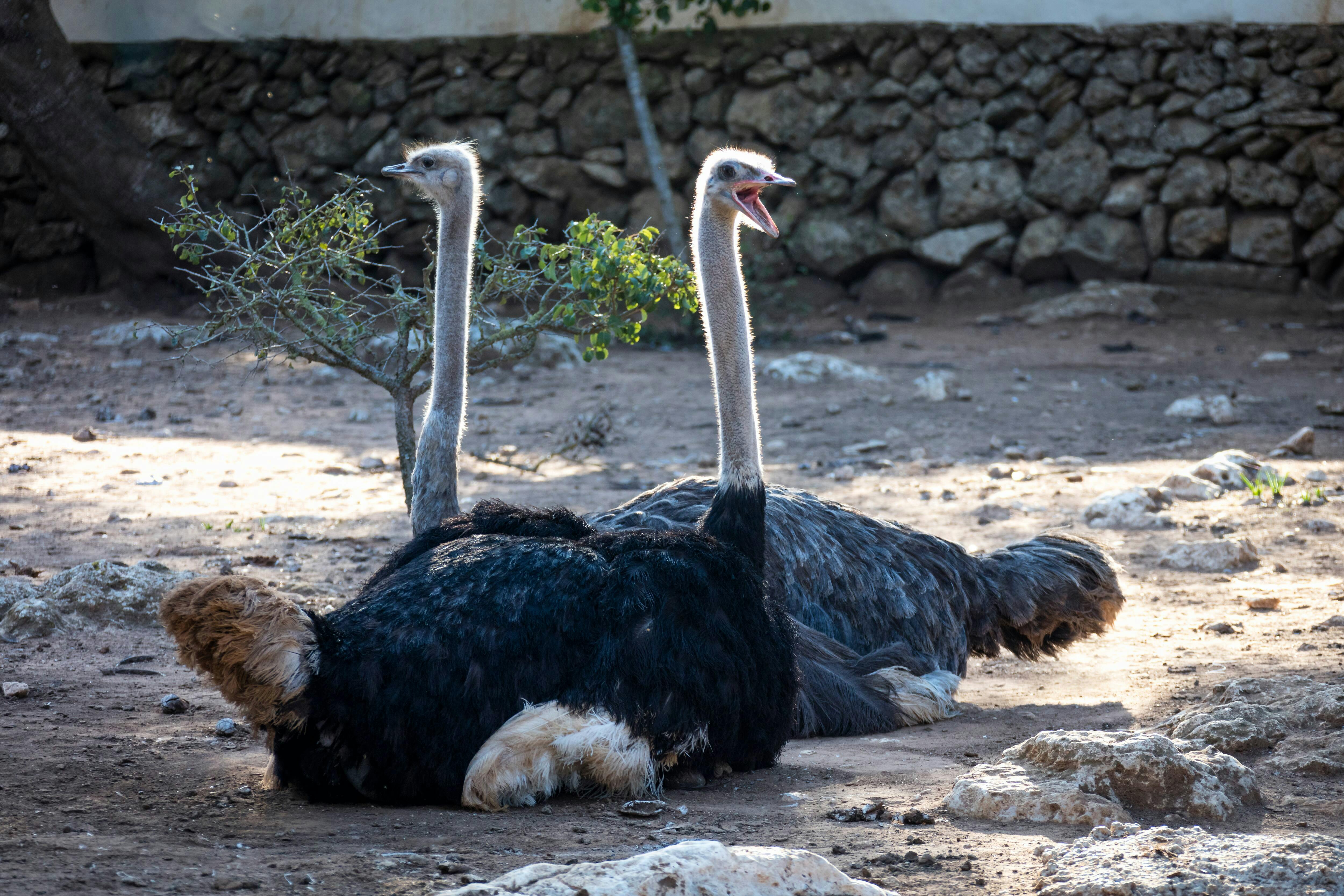 Pafos Zoo Tour