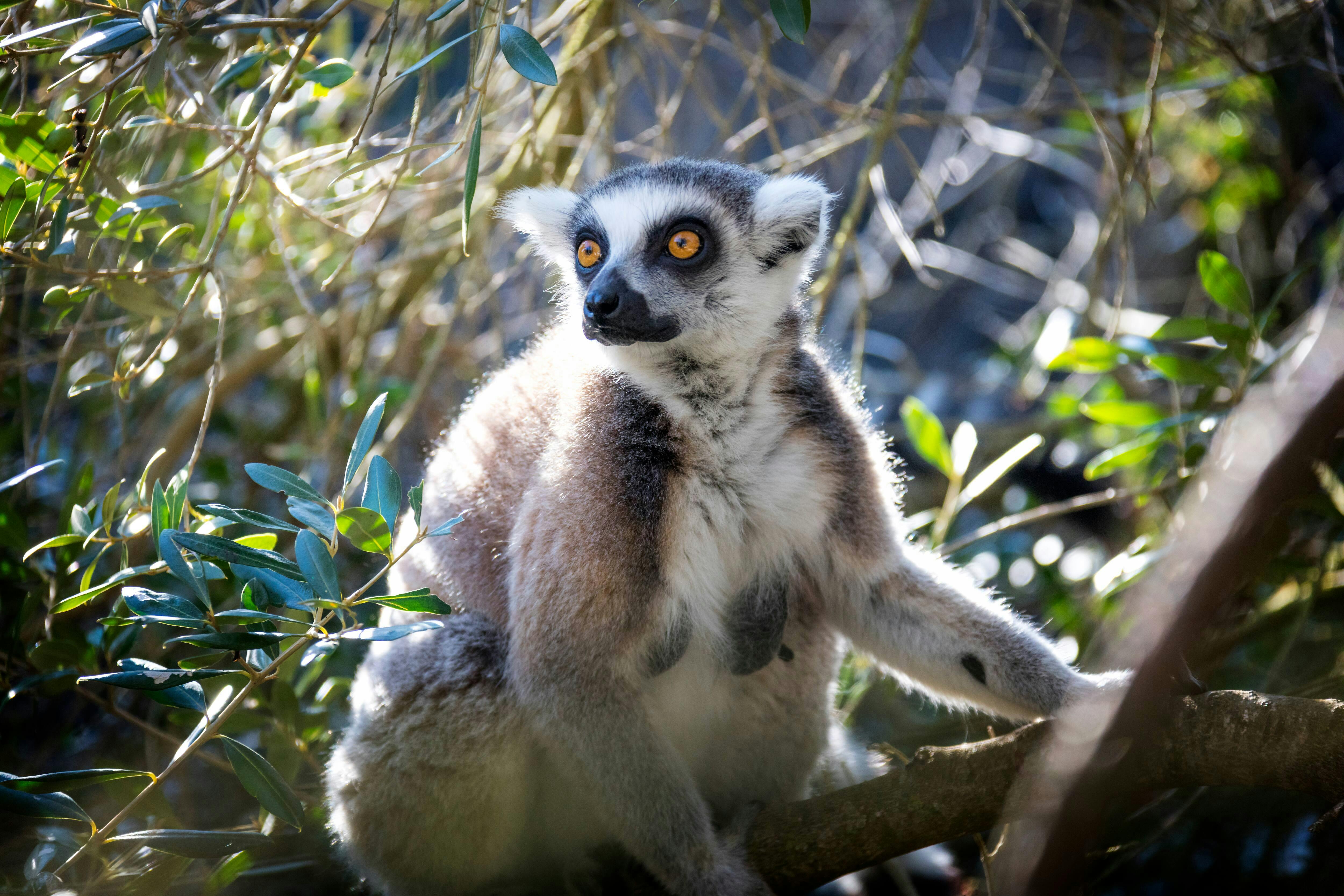 Pafos Zoo Tour