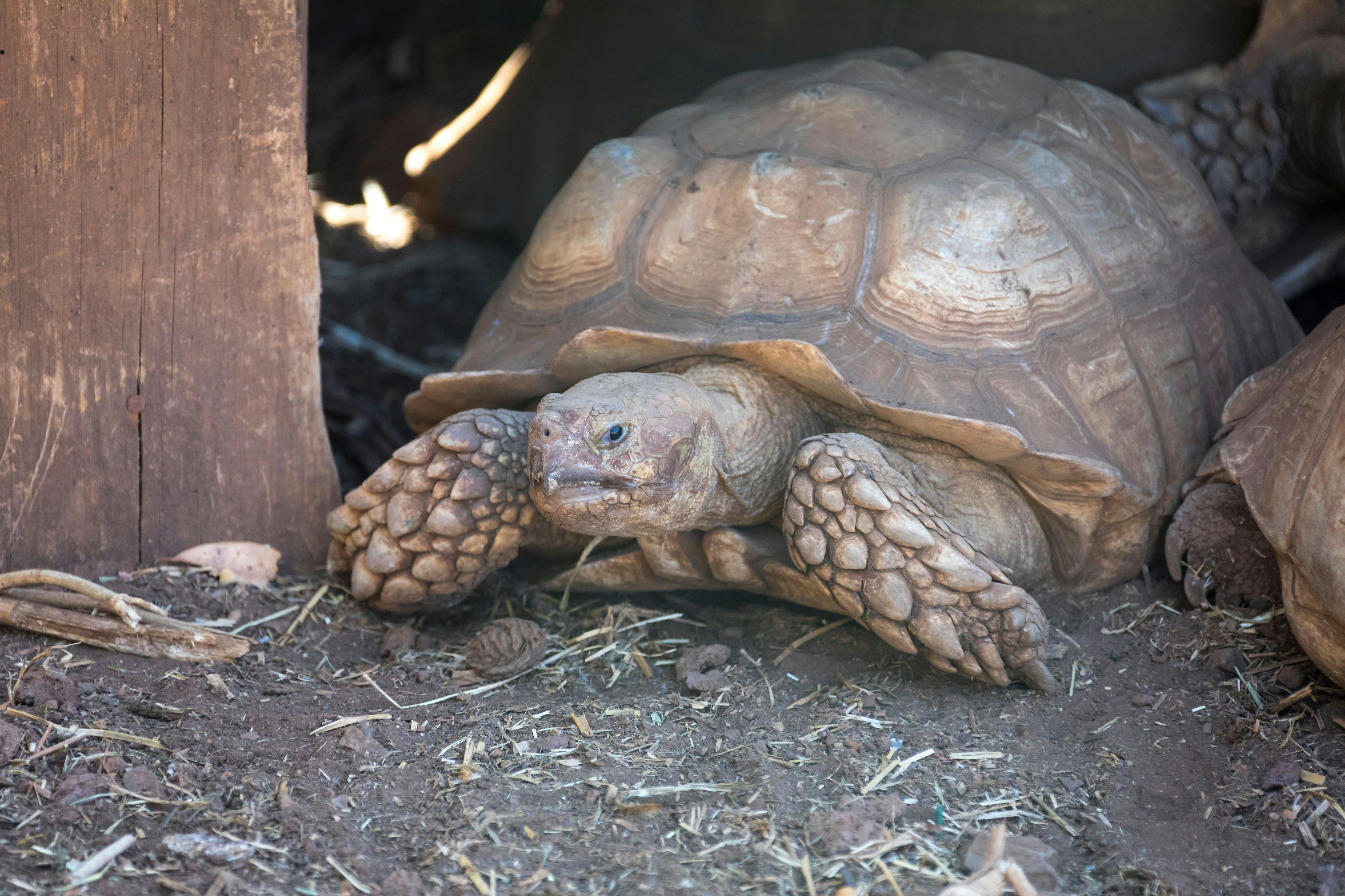 Pafos Zoo Tour