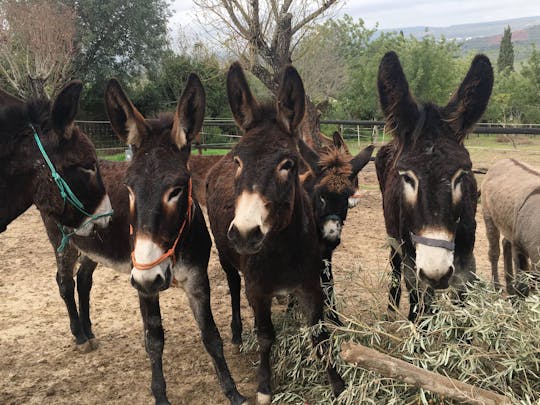 Visite de la ferme d'ânes de Paderne